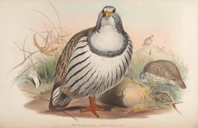 Tetraogallus tibetanus